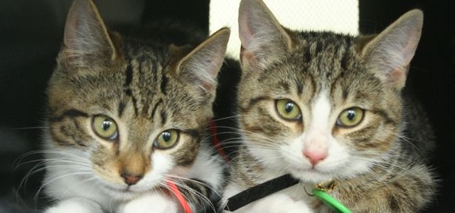 5 things you don’t know about kittens until you get kittens