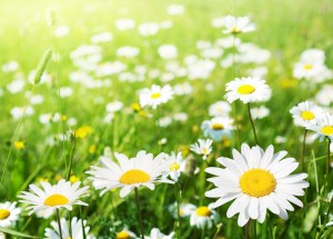 shutterstock_94120648