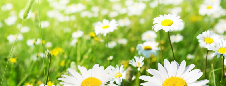 Daisy Chaining. It’s all our fault, apparently.