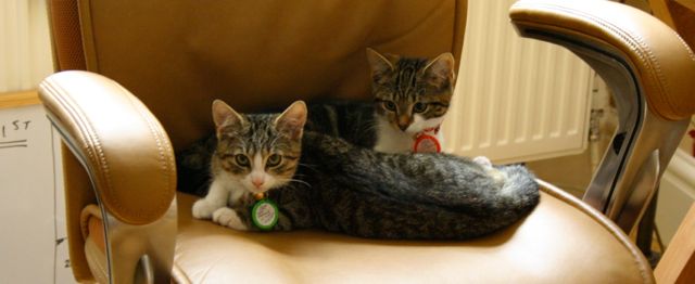 Ninja Kittens and Cardiac Monitors