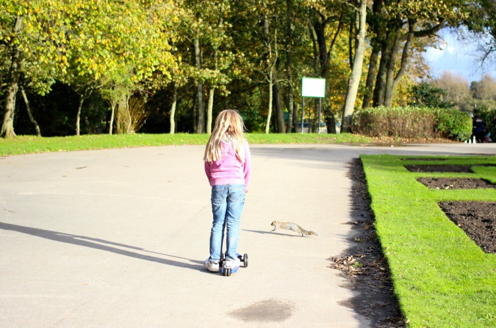 we stop for squirrels 