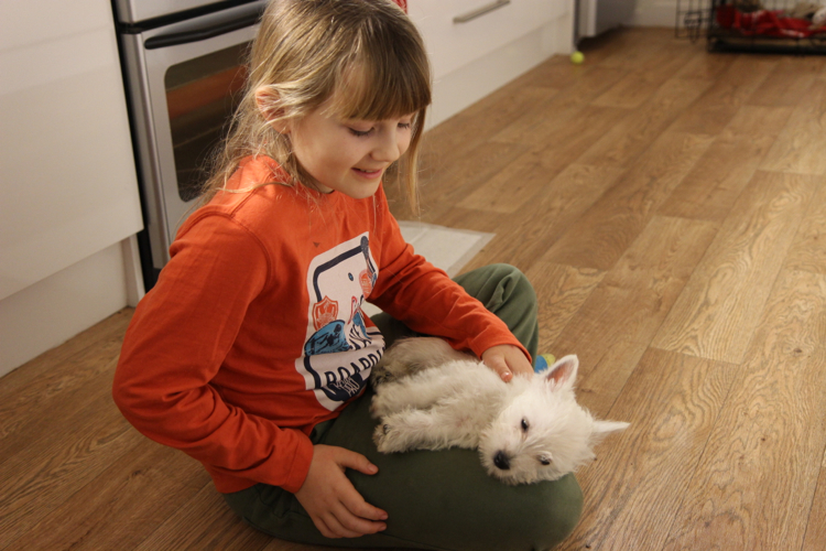 are westies good family dogs