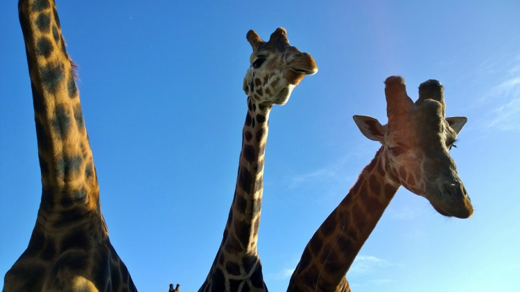 giraffes at folly farm