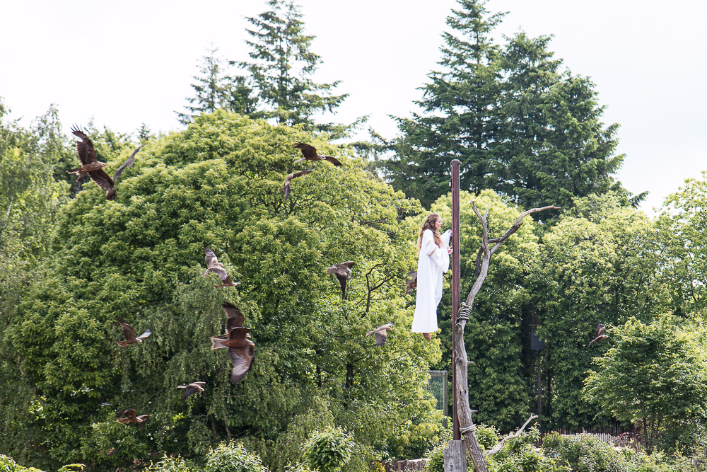 Puy du Fou bird show