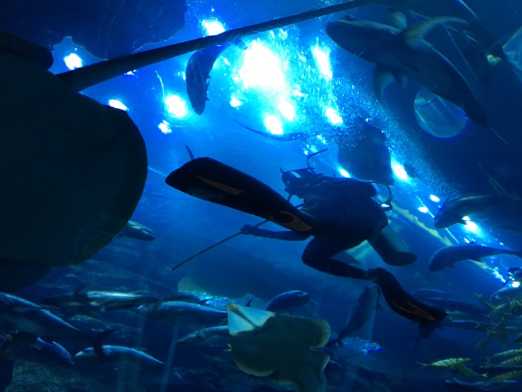 dubai aquarium