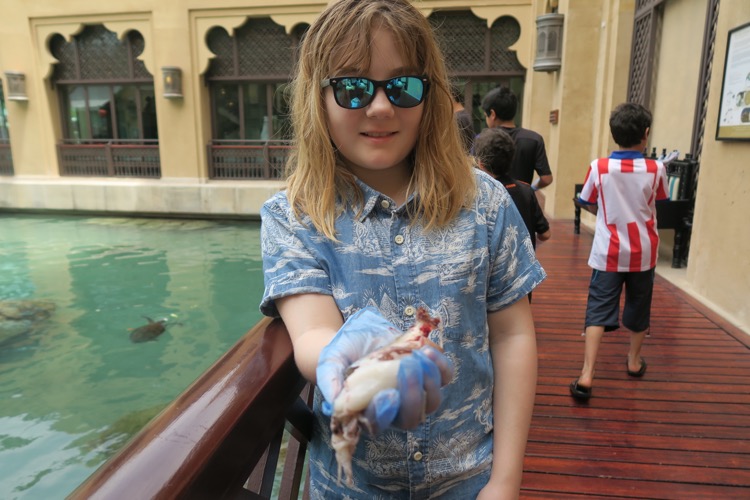 turtle feeding at madinat jumeirah