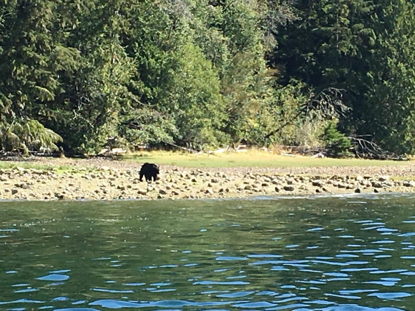 bear watching tofino