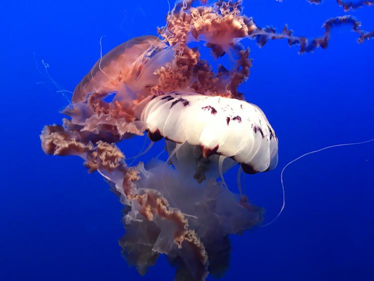 monterey aquarium