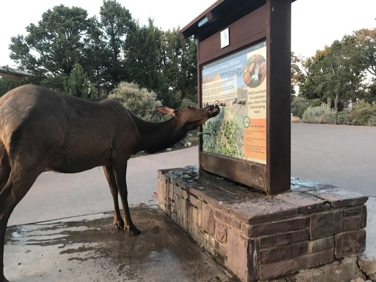 elk drinking at Grand Canyon
