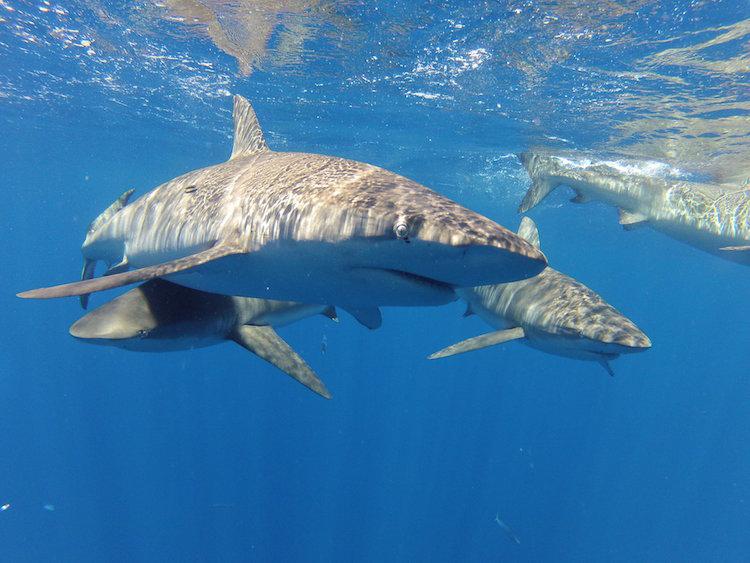 shark diving hawaii