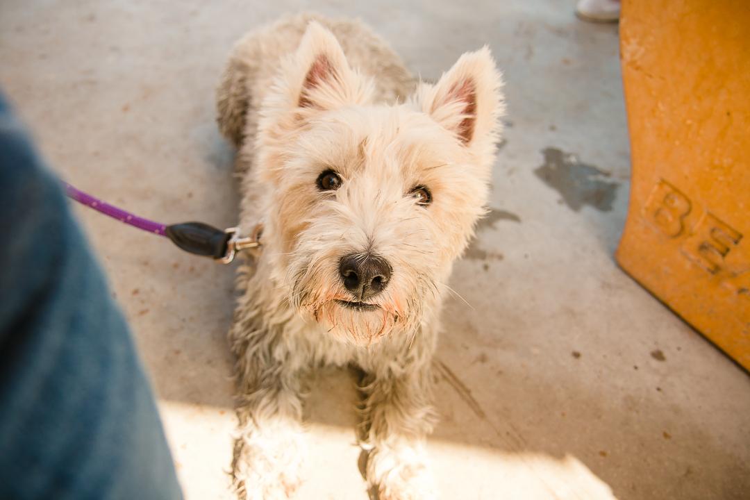 how often should you worm dogs?