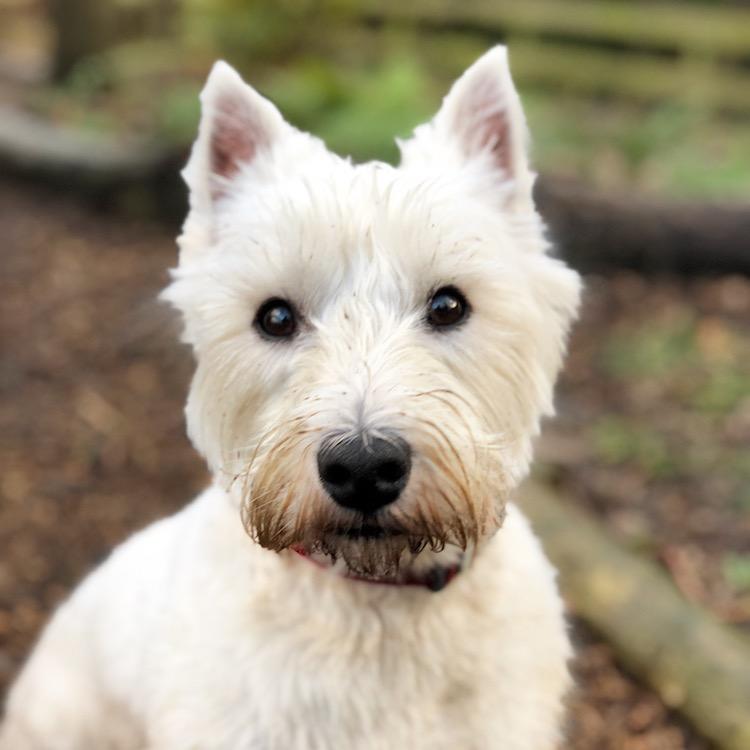 westie puppy