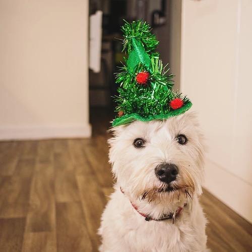 are westies good family dogs