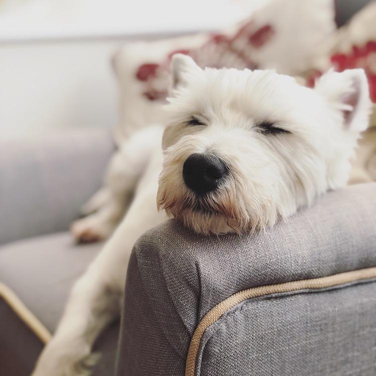teddy westie sleeping