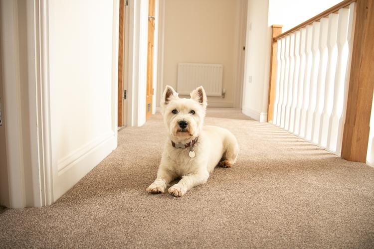 new build home snagging