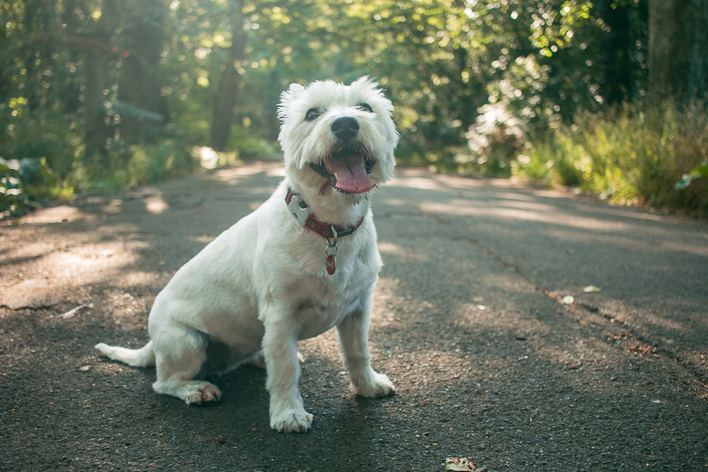 Teddy dog at Lytham Witch Wood