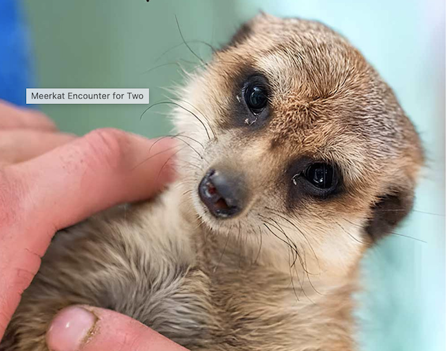 feeding meerkat gift voucher