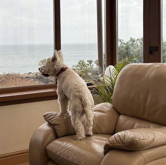 teddy home exchanging