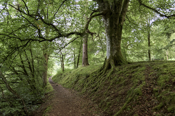 forest park galloway